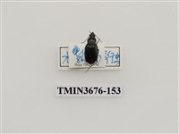 藏品(步行蟲(2))的圖片